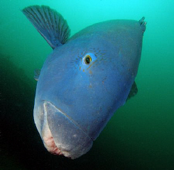 Eastern blue wrasse, Bare Island by Doug Anderson 
